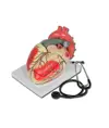 Modello cuore
