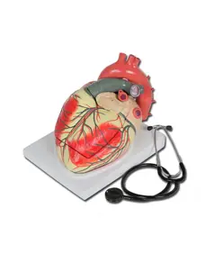 Modello cuore
