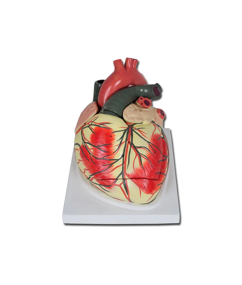Modello cuore, ingrandimento 3X