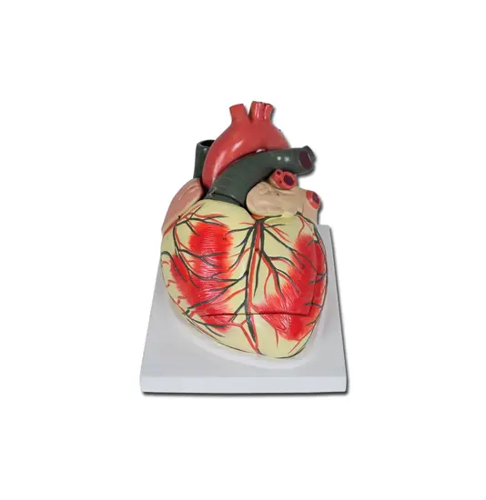Modello cuore