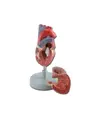 Modello cuore