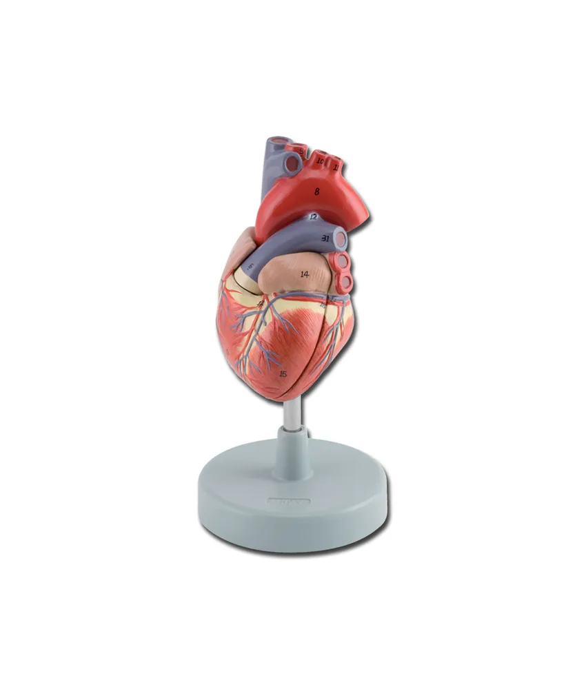 Modello cuore, 11 x 7,5 x h 9,5 cm