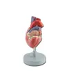 Modello cuore