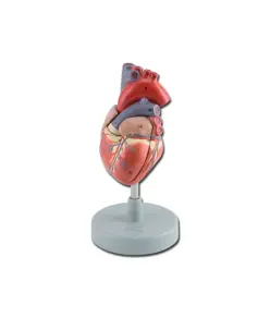 Modello cuore