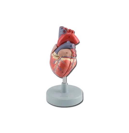 Modello cuore