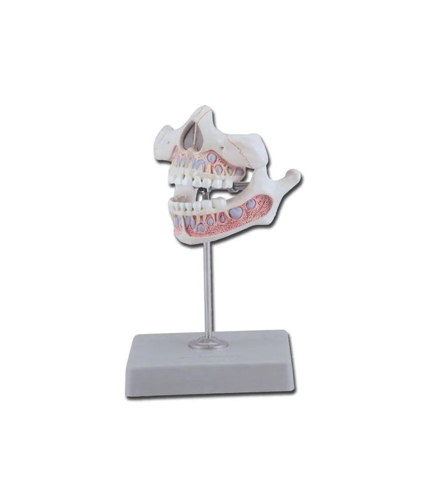 Modello denti da latte, 9 x 9 x h 10 cm