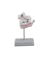 Modello denti da latte