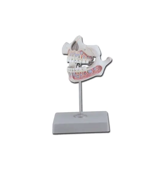 Modello denti da latte