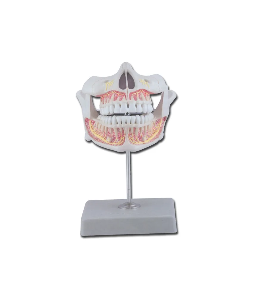 Modello denti definiti, 11 x 11 x h 12 cm