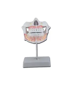 Modello denti definiti