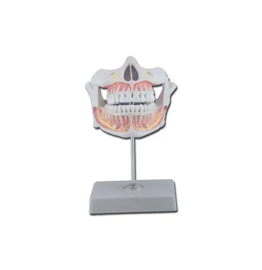 Modello denti definiti
