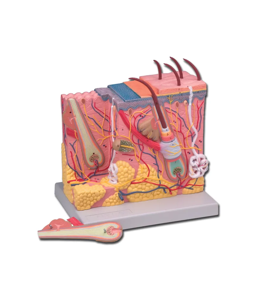 Modello di derma, 25 x 18 x h 28 cm