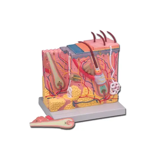 Modello di derma
