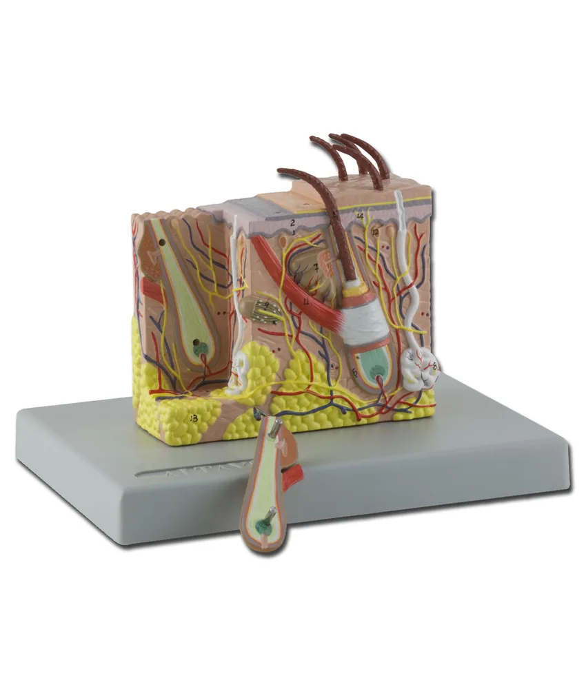 Modello di derma, 20 x 15 x h 15,5 cm