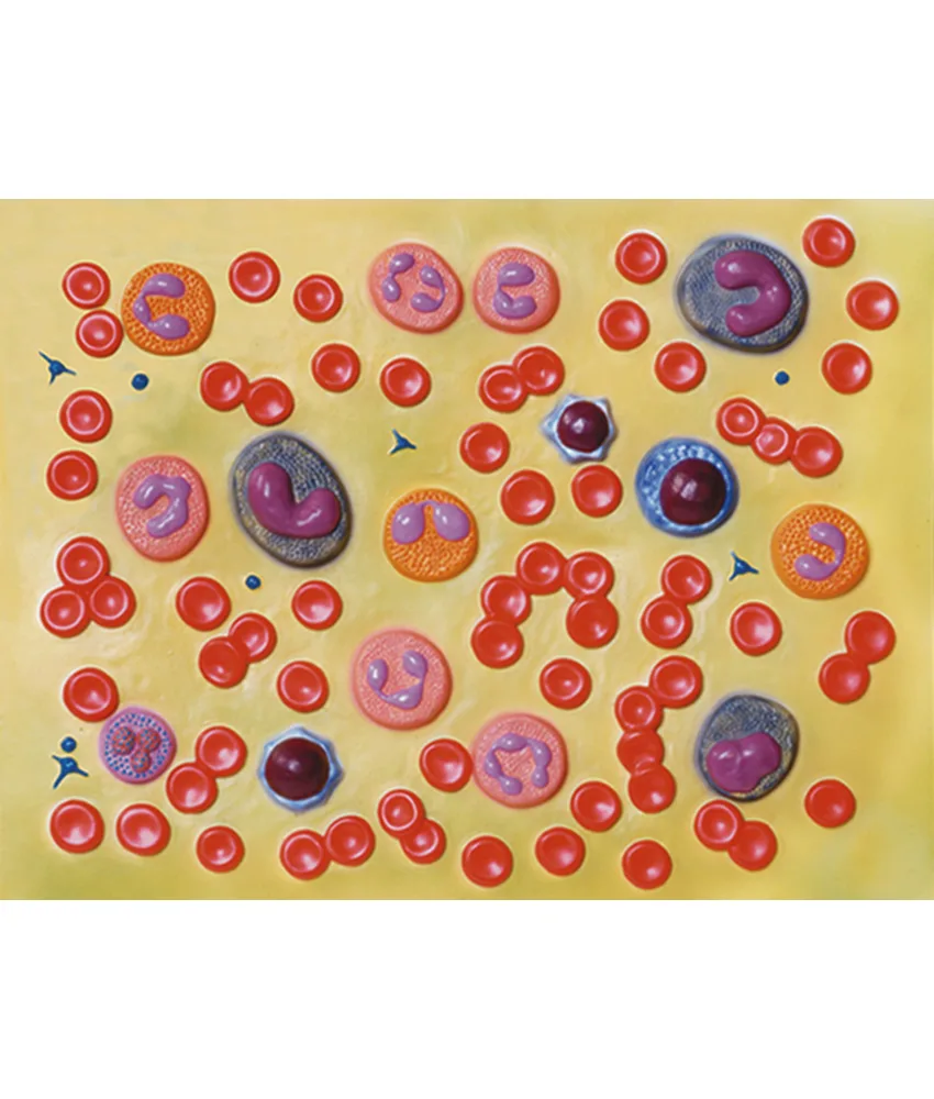 Modello globuli del sangue, 58 x 38 x h 7 cm