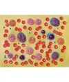 Modello globuli del sangue