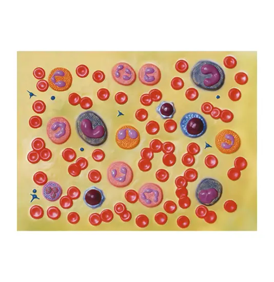 Modello globuli del sangue