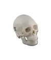 Modello mini cranio