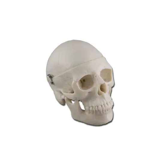 Modello mini cranio