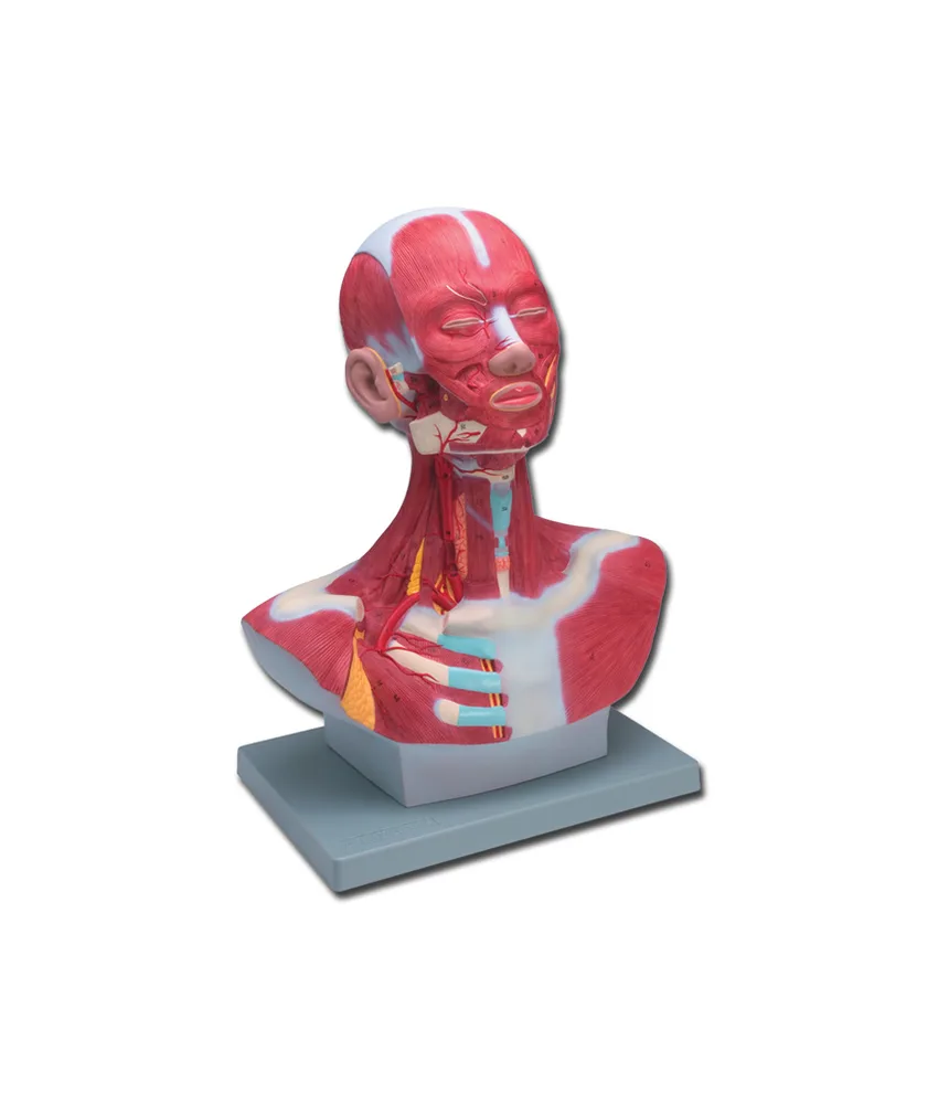 Modello muscolatura testa/collo, 37 x 23 x h 46 cm
