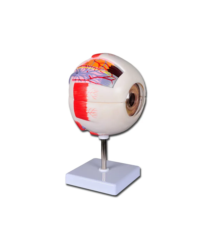 Modello occhio, dimensione 6X