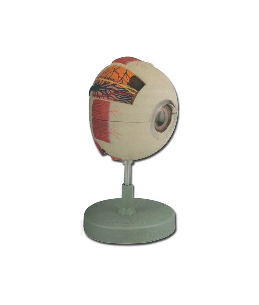Modello occhio, ingrandimento: 6X - 16 x 17 x h 26 cm