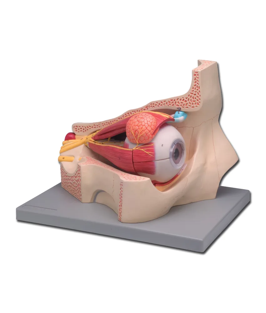 Modello occhio, ingrandimento: 5X - 42 x 30 x h 31 cm