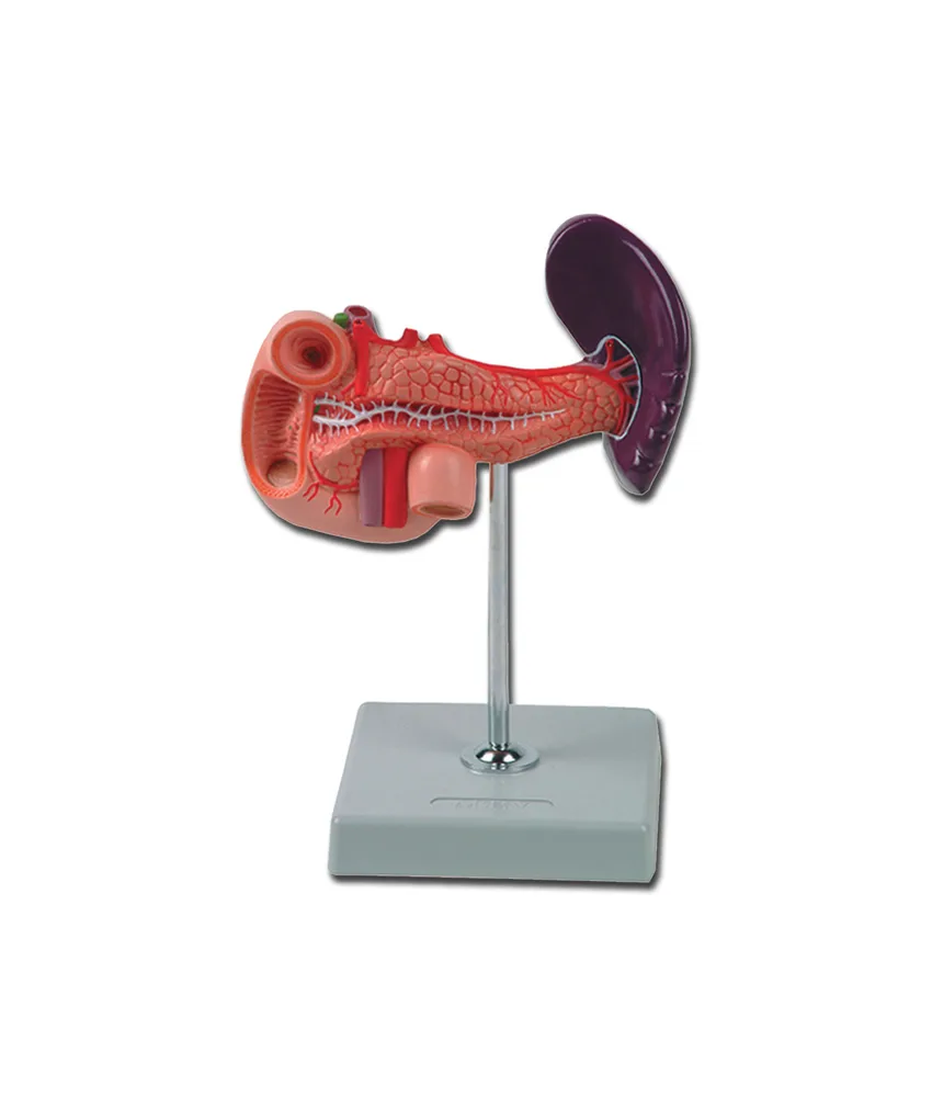 Modello pancreas, duodeno e milza, 16 x 15 x h 23 cm
