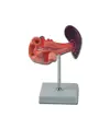 Modello pancreas, duodeno e milza