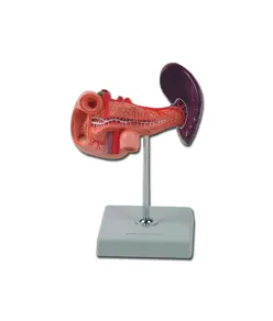 Modello pancreas, duodeno e milza