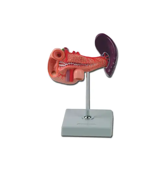Modello pancreas, duodeno e milza