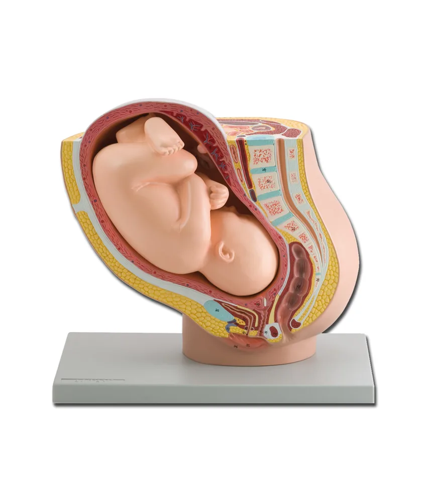 Modello pelvico con feto, 40 x 26 x h 34 cm