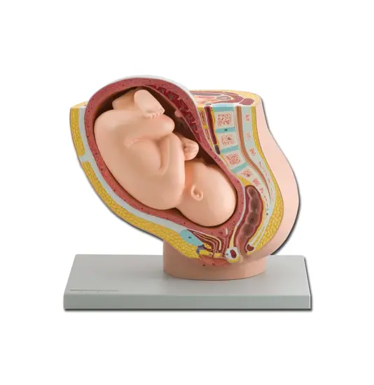 Modello pelvico con feto