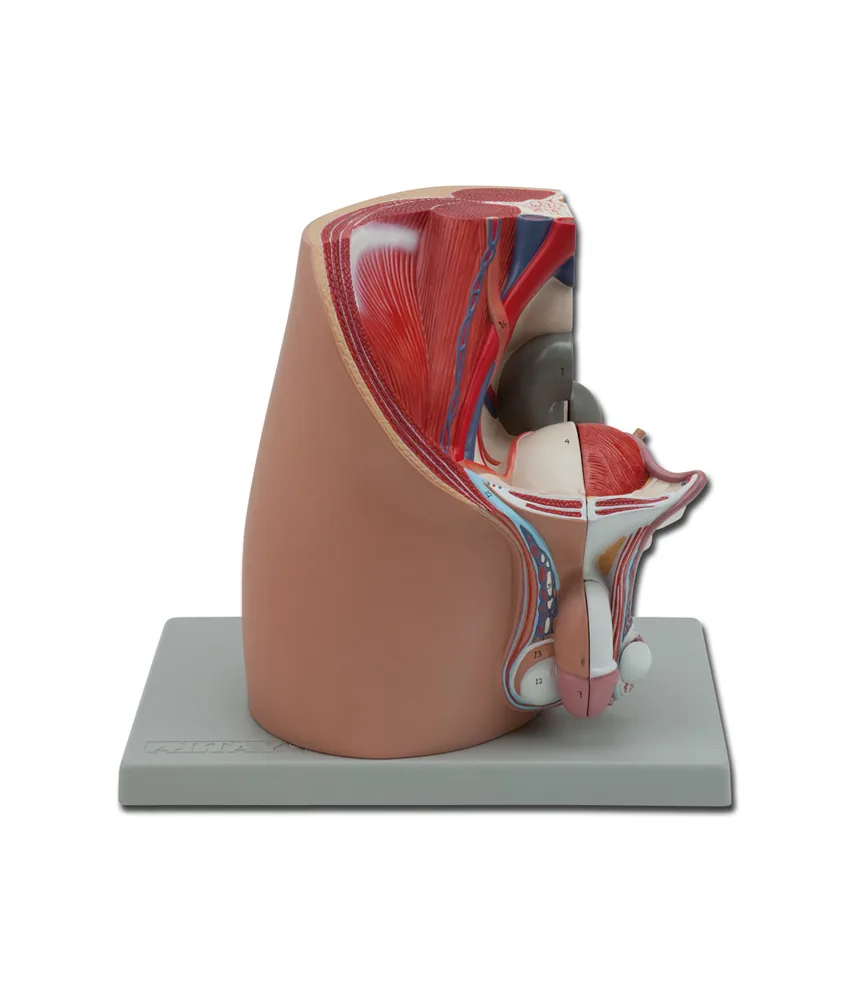 Modello sistema genitale maschile, 25 x 18 x h 27 cm