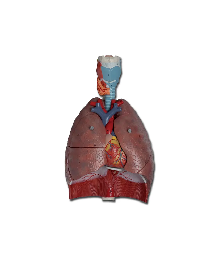 Modello sistema respiratorio, 26 x 40 x h 12 cm