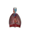 Modello sistema respiratorio