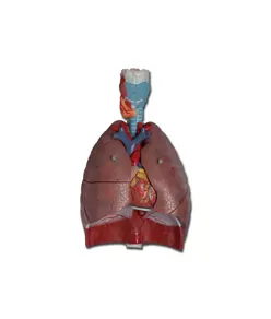 Modello sistema respiratorio