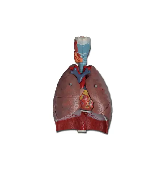 Modello sistema respiratorio