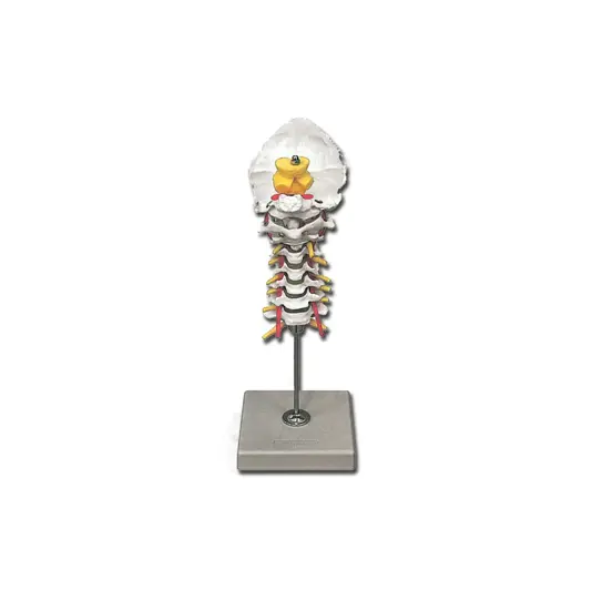 Modello sistema scheletrico cervicale