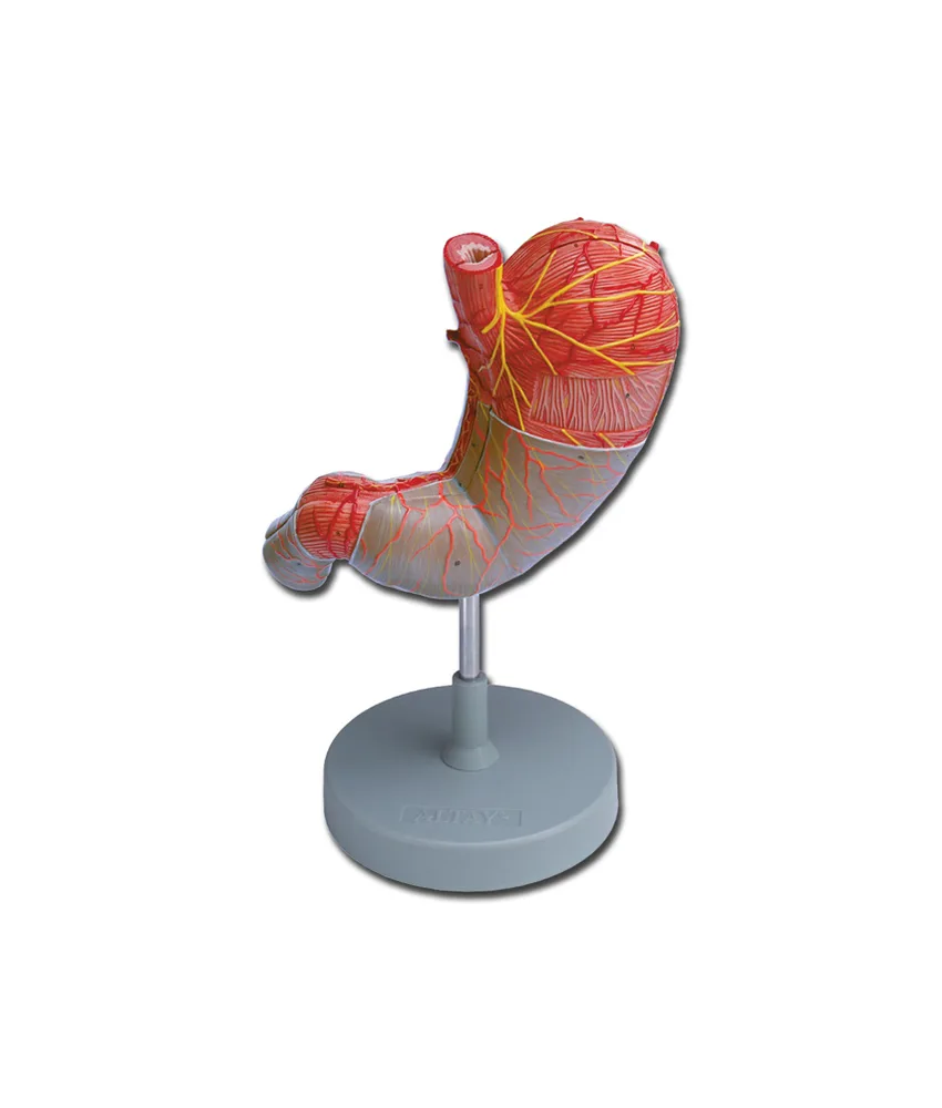 Modello stomaco, 16 x 14,5 x h 5 cm