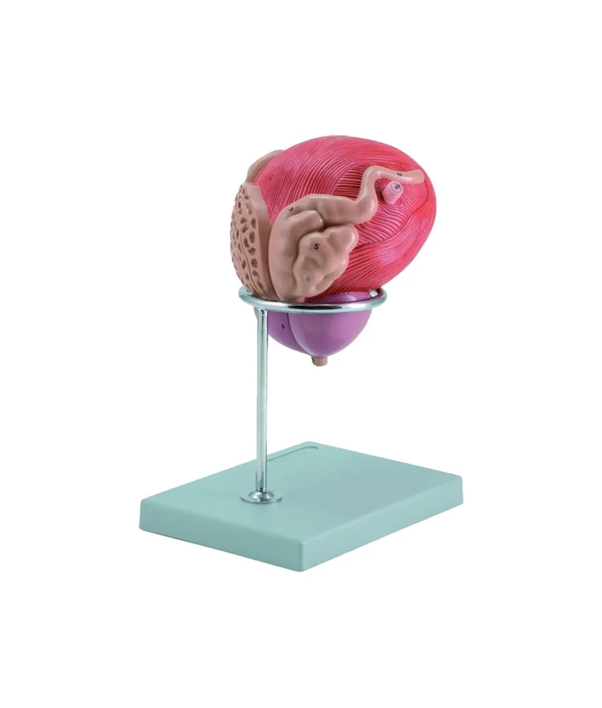 Modello vescica maschile con prostata, 27 x 20 x h 15 cm