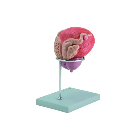Modello vescica maschile con prostata
