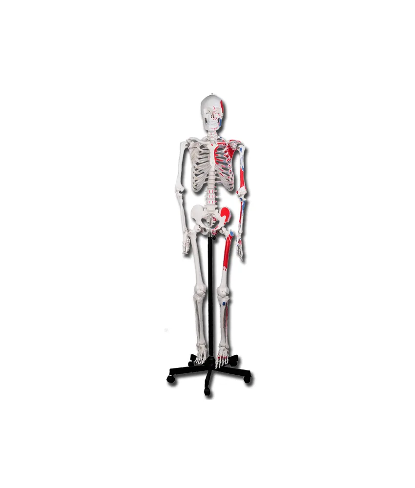 Scheletro muscolare umano, altezza: 180 cm