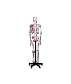 Scheletro muscolare umano