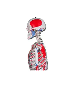 Scheletro muscolare umano