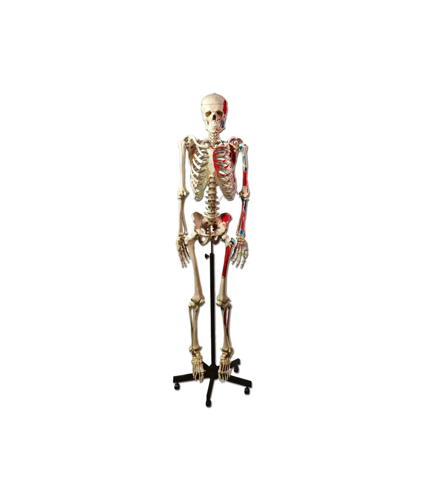 Scheletro umano muscolare, altezza: 170 cm