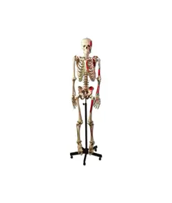 Scheletro umano muscolare