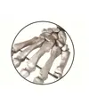 Scheletro umano