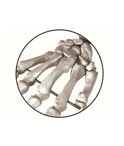 Scheletro umano