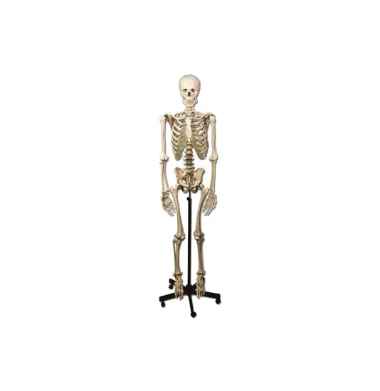 Scheletro umano